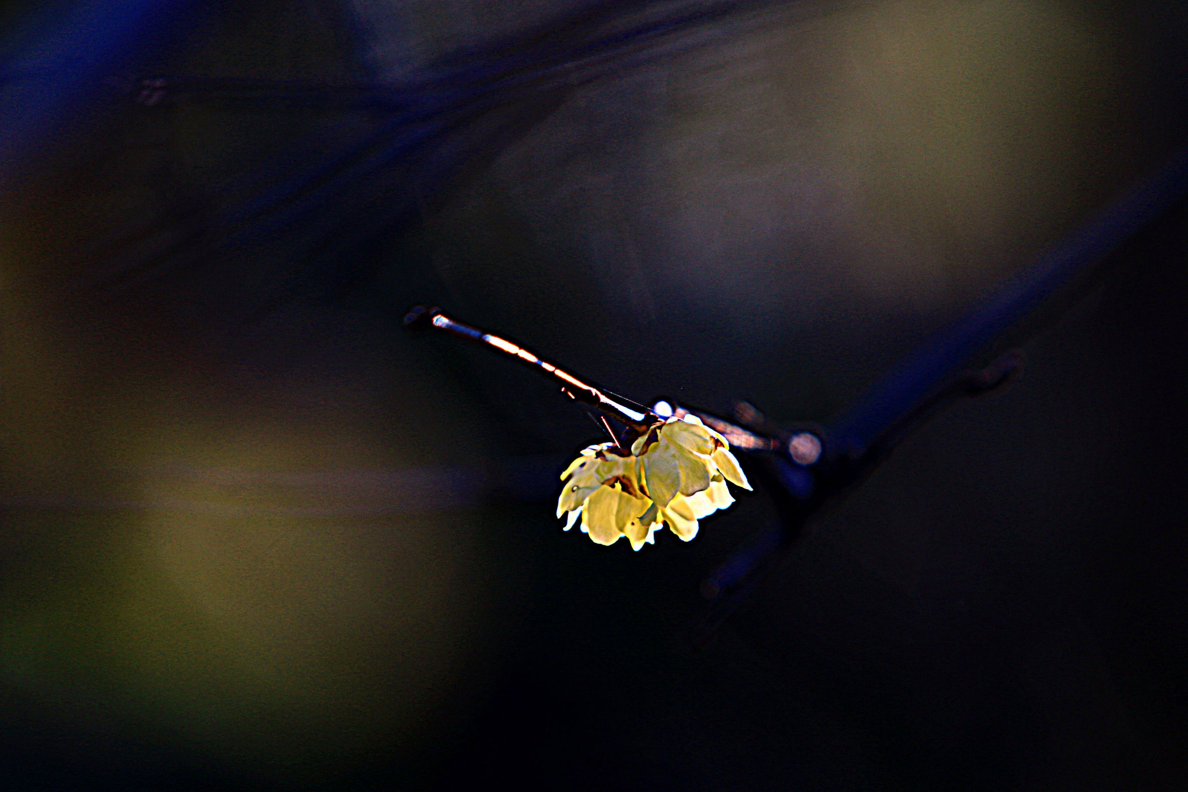 陽射しに輝く | GANREF