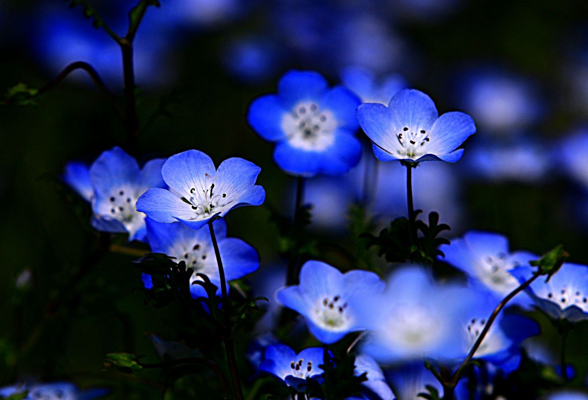 EOS 70Dで撮影された写真 | 写真検索 | GANREF