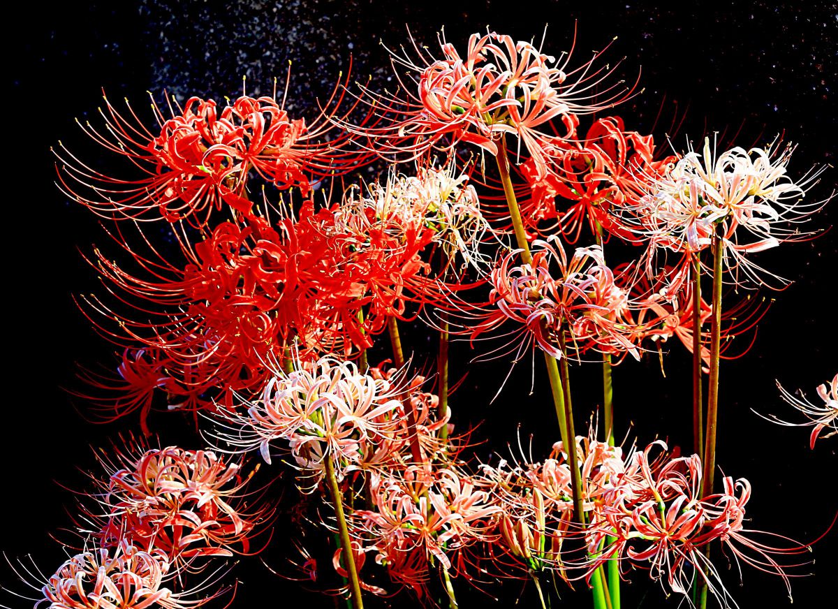 EOS 70Dで撮影された写真 | 写真検索 | GANREF