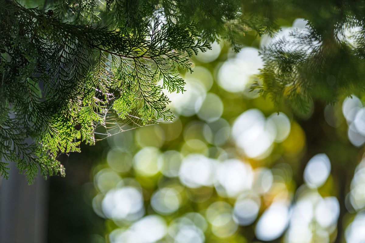 70-200mm F2.8Gで撮影された写真 | 写真検索 | GANREF