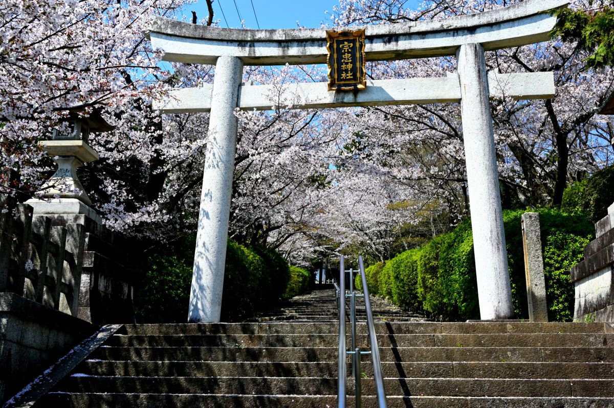 神社の桜 | GANREF