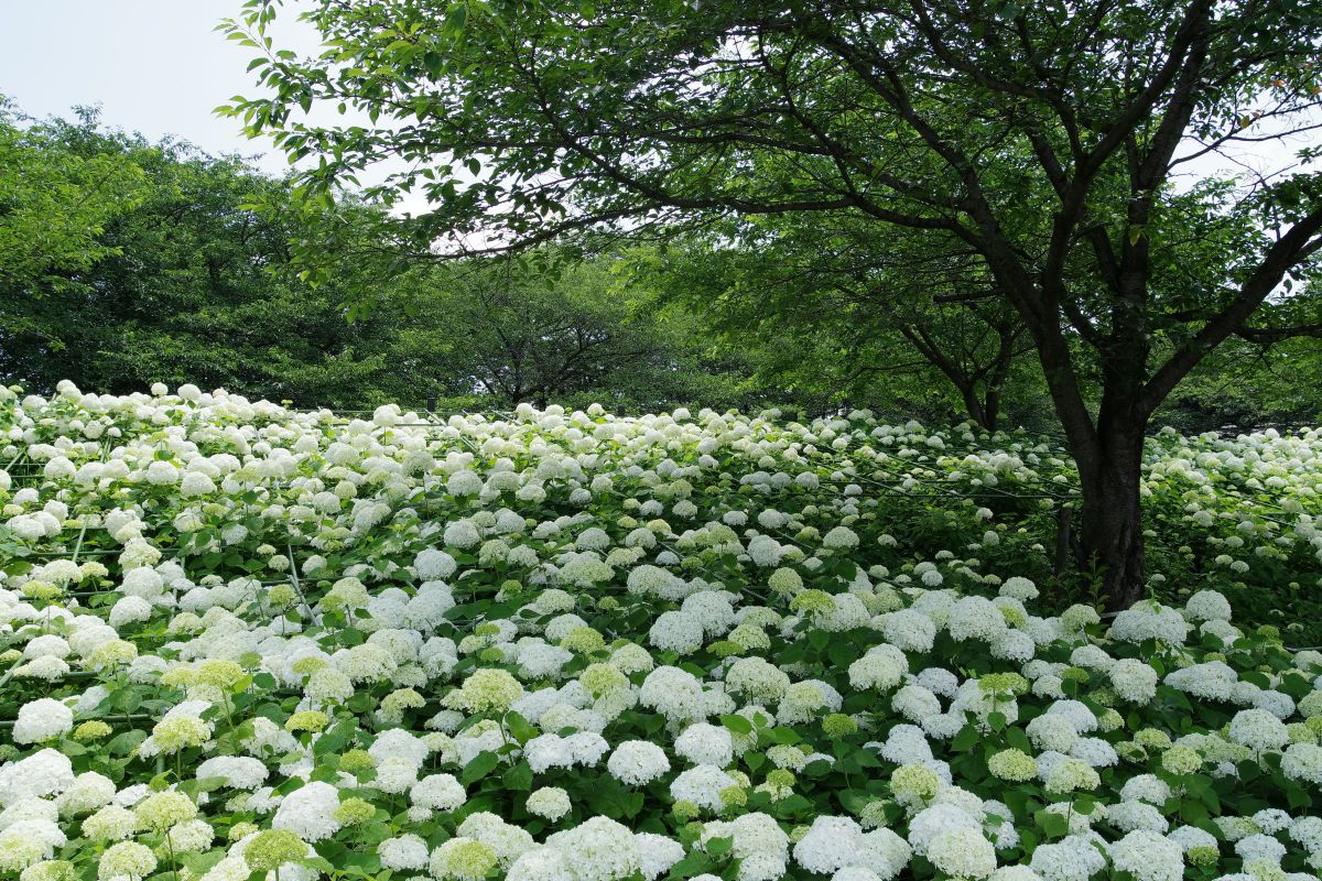 アナベル 植物 花 花びら Ganref
