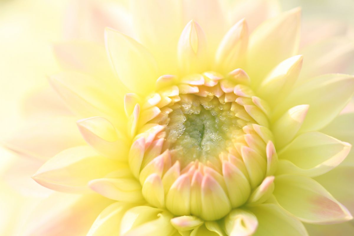 明るい朝 植物 花 花びら Ganref