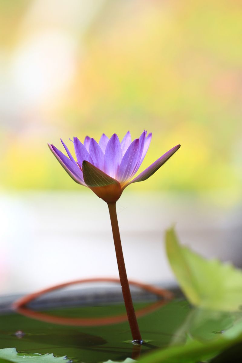 晩夏光 植物 花 花びら Ganref