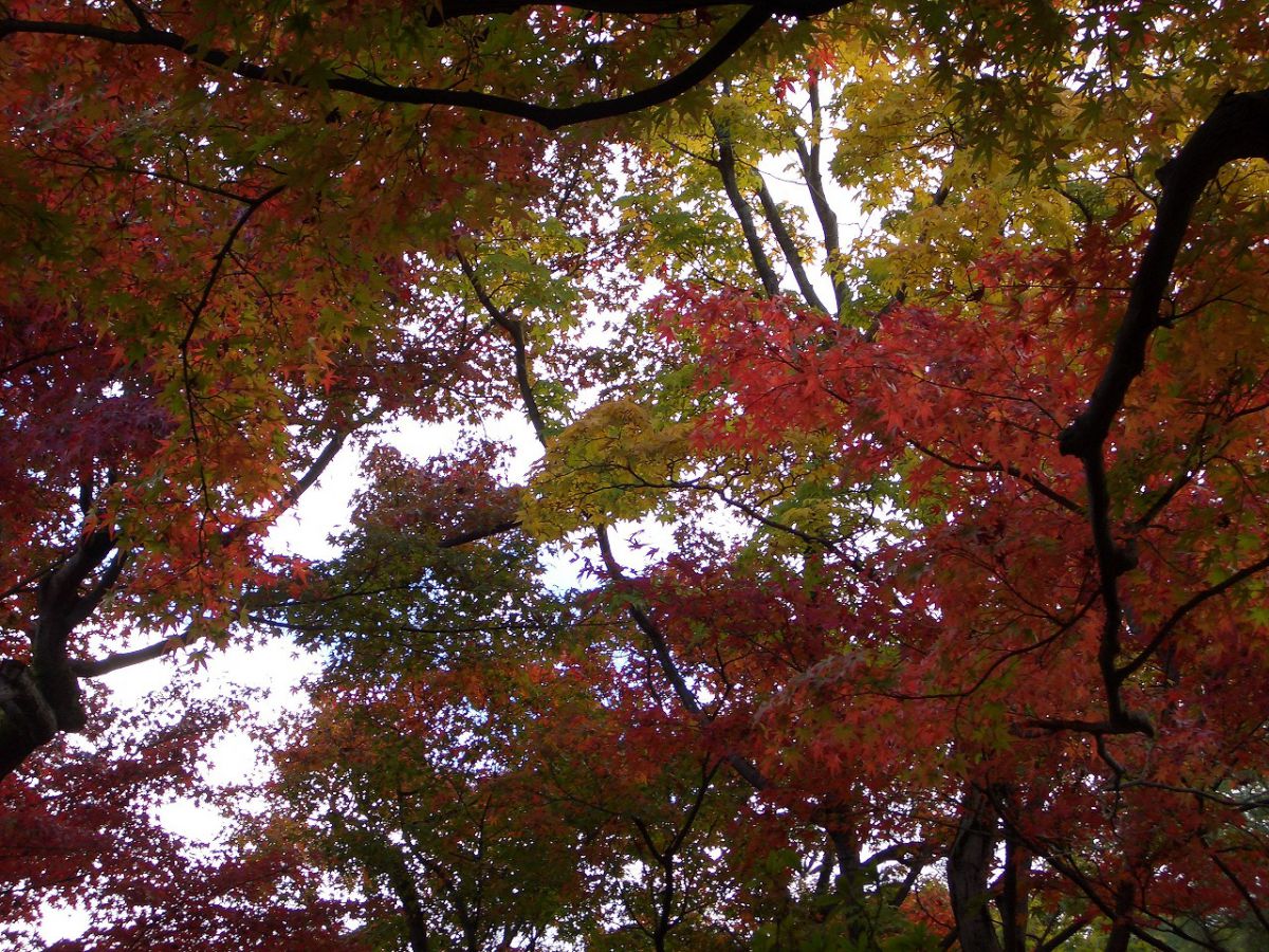 EXILIM ZOOM EX-Z1で撮影された写真 | 写真検索 | GANREF