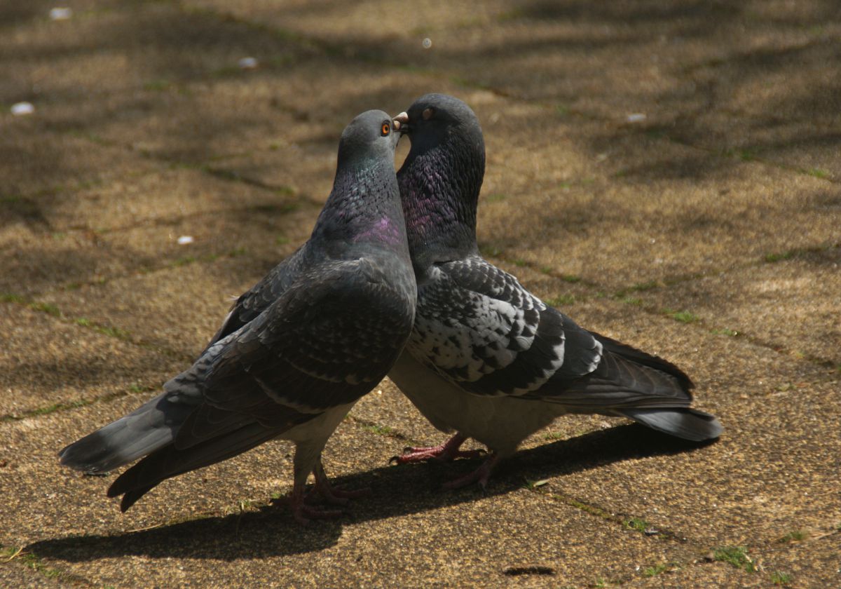 鳩の求愛 動物 鳥類 Ganref 鳩の求愛 動物 鳥類 Ganref
