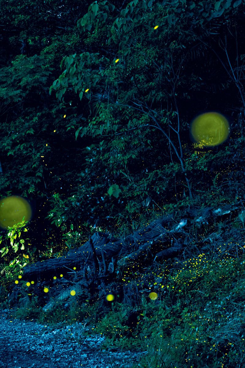 妖精の森 | GANREF