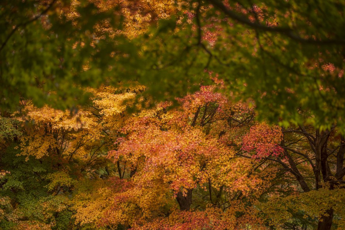 眼下に望む紅葉 植物 紅葉 Ganref 眼下に望む紅葉 植物 紅葉 Ganref