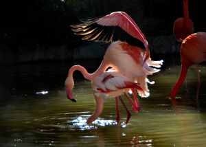 4afcd83fbfcdab497cb39d8c807e84