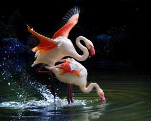 a09d8eed850bb45bfed2ac32854bf4