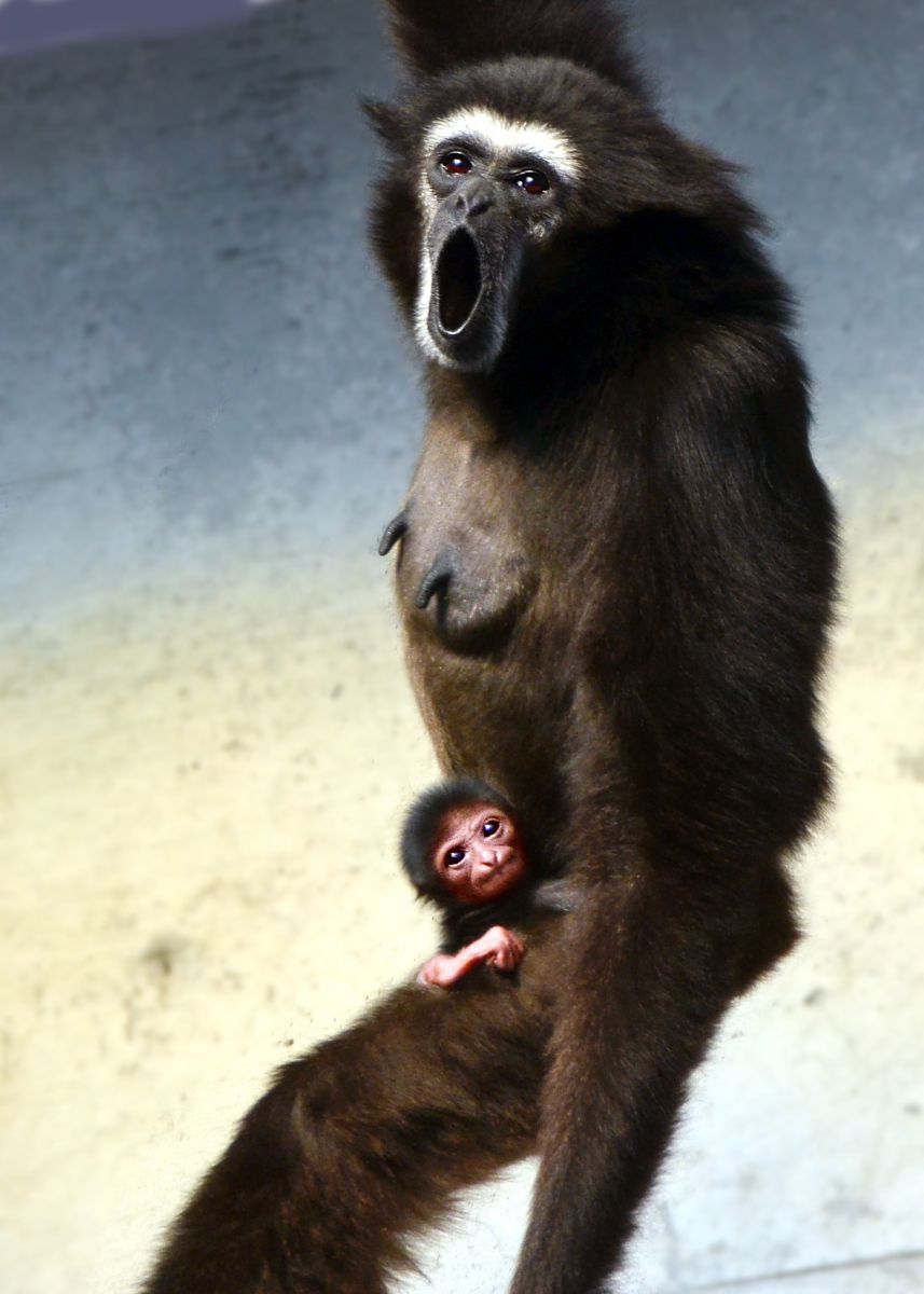 シロテテナガザルの親子 動物 その他の陸の生物 Ganref