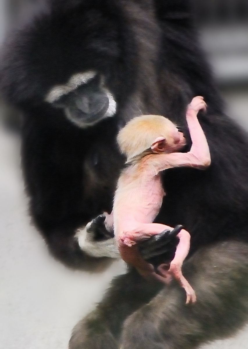 シロテテナガザルの赤ちゃん誕生 動物 小動物 Ganref