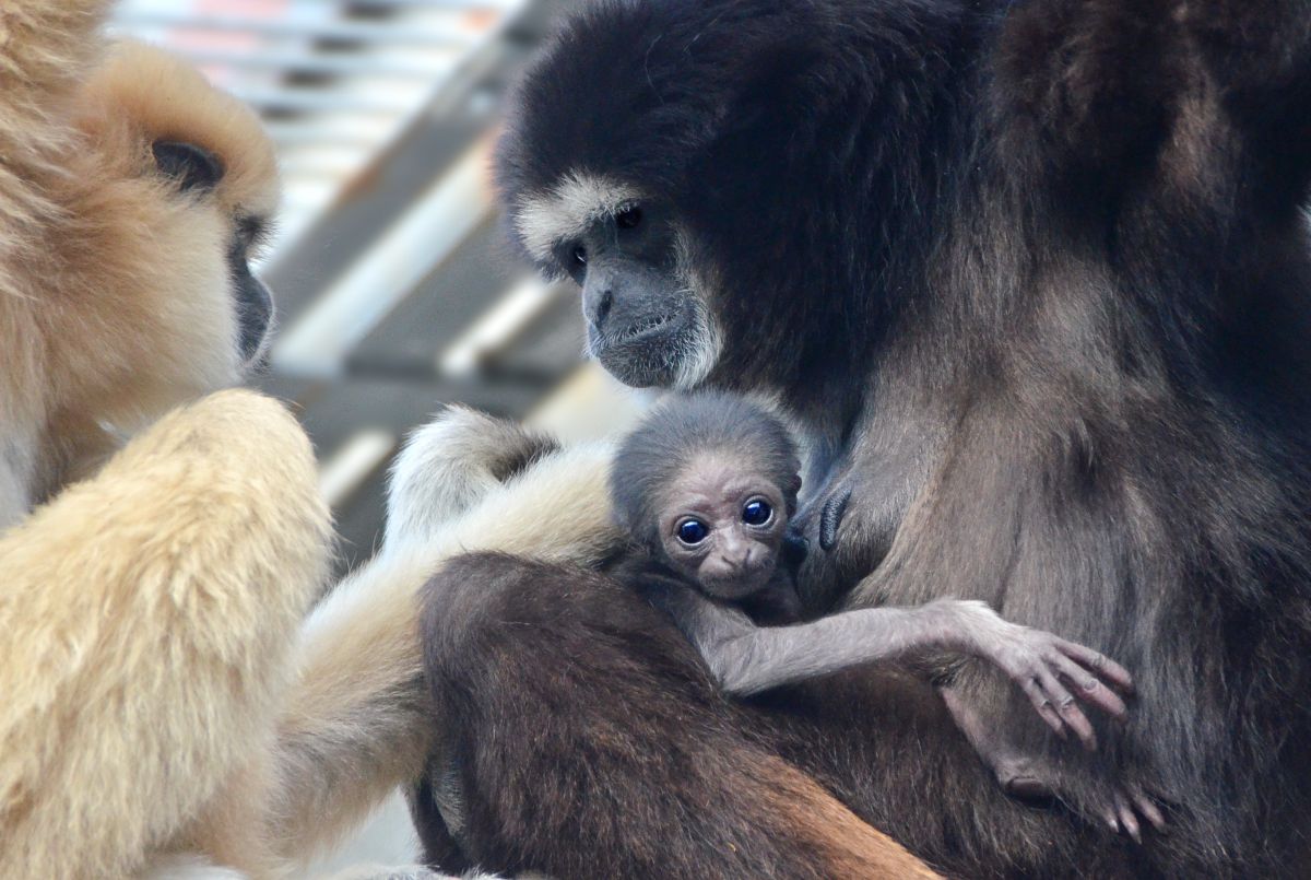 シロテテナガザル 動物 小動物 Ganref
