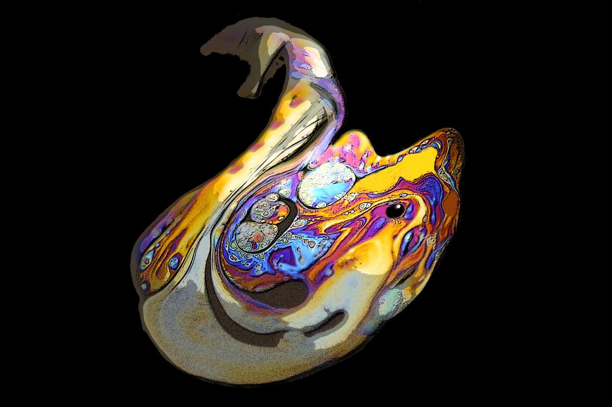 活きのいい鯛 自然 風景 その他 Ganref