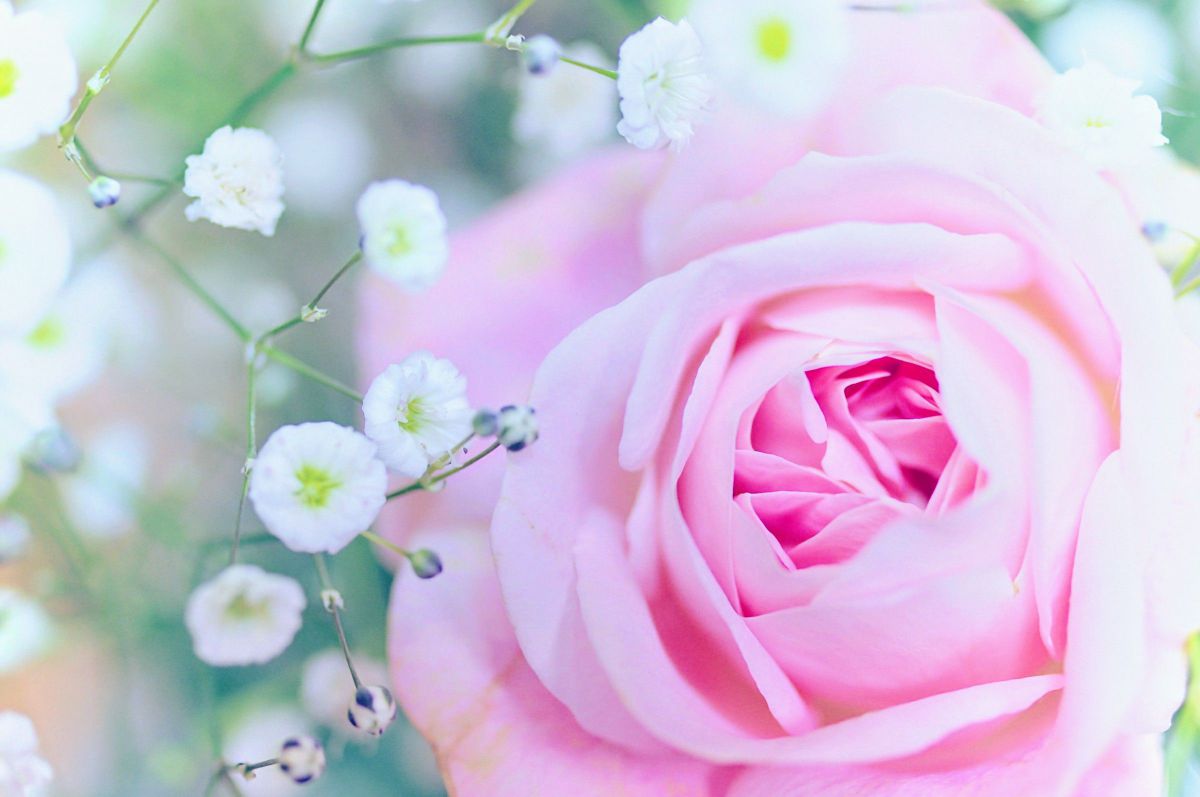 pink rose | GANREF