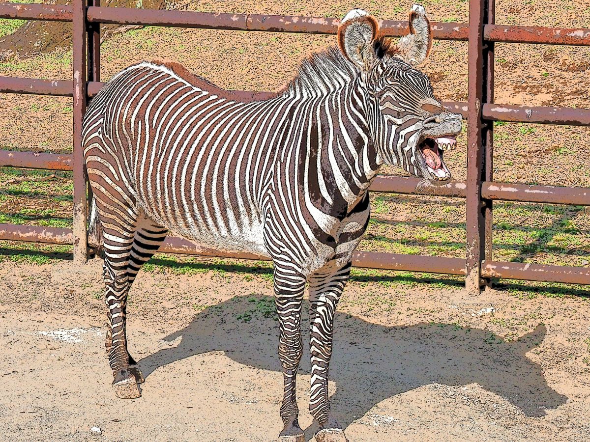 笑うシマウマ 動物 その他の陸の生物 Ganref