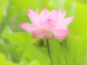 蓮の花とカエルと… | GANREF