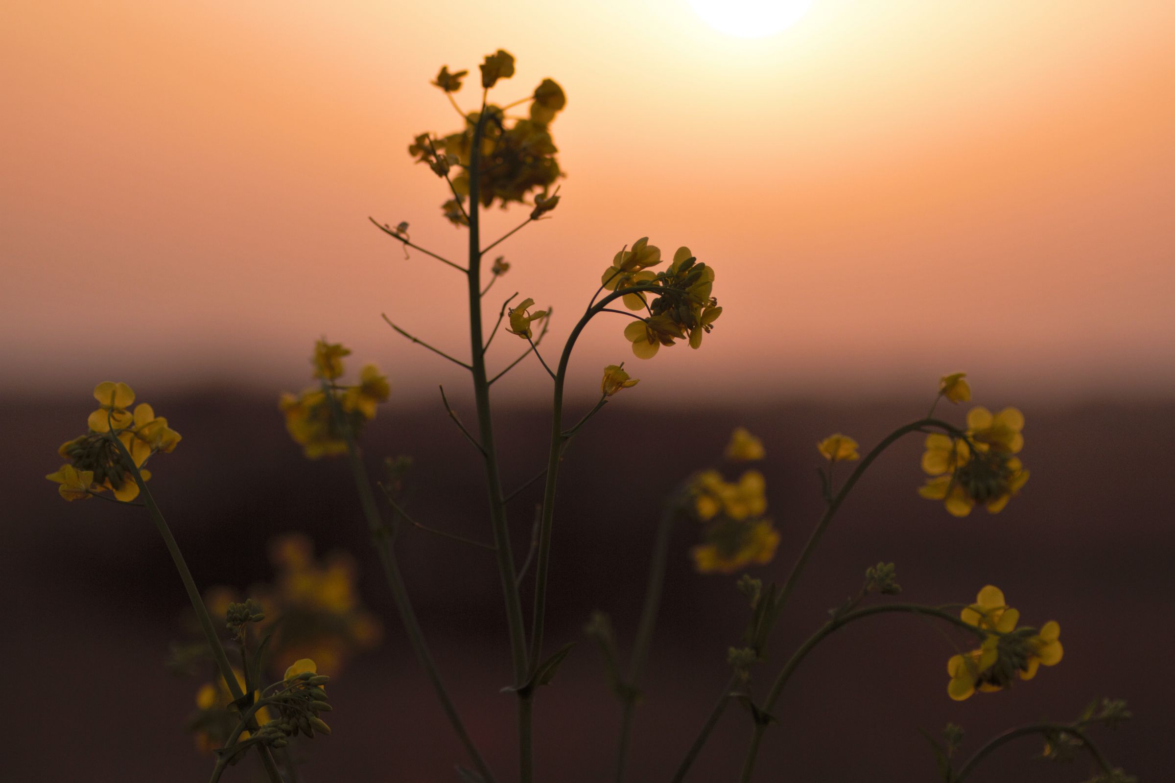 夕暮れの花 | GANREF