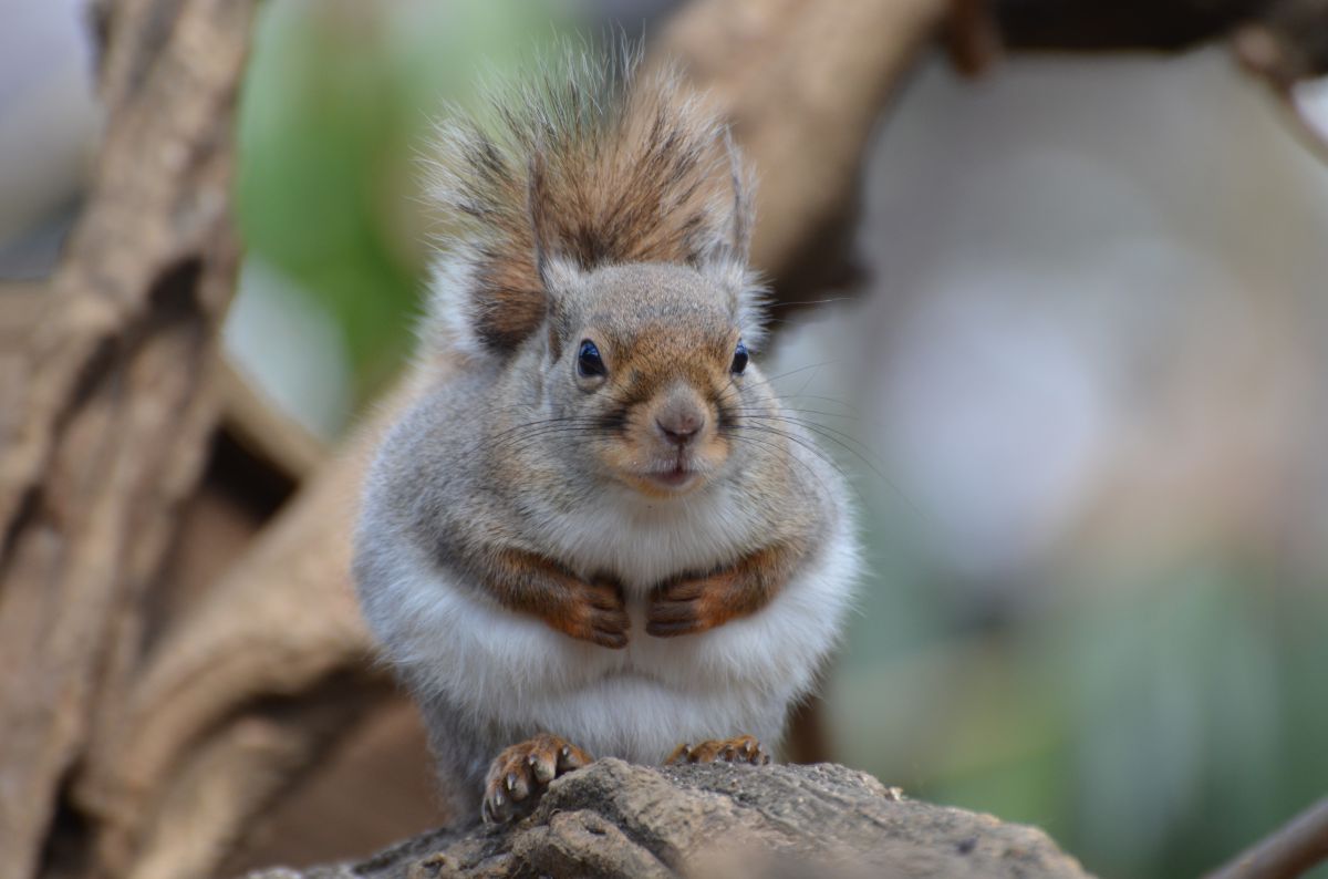 ニホンリス 動物 小動物 Ganref