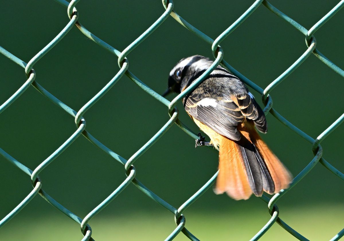 やんちゃ坊主 | GANREF