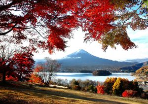 蔦紅葉 | GANREF