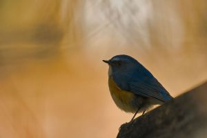 青い鳥 幸せの青い鳥 / 真木 広造【撮影・監修】 - 紀伊國屋書店ウェブストア