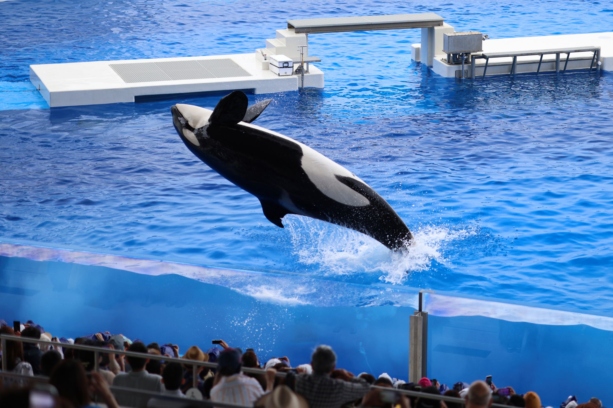 須磨シーワールドのオルカショー | GANREF
