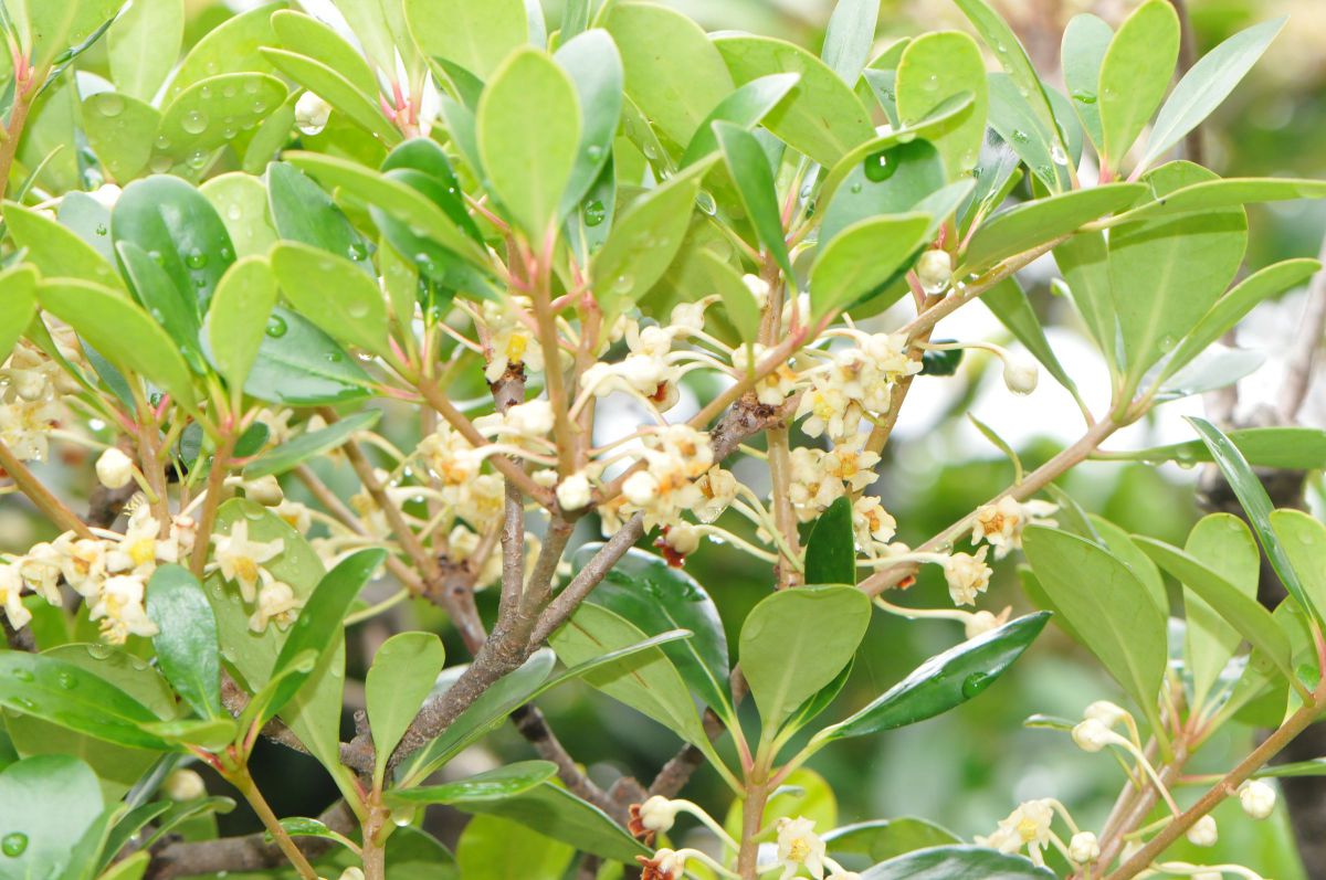 モッコク の 花, モッコクとモチノキの違い _ モッコク(木斛)の花言葉 – VQQZOA