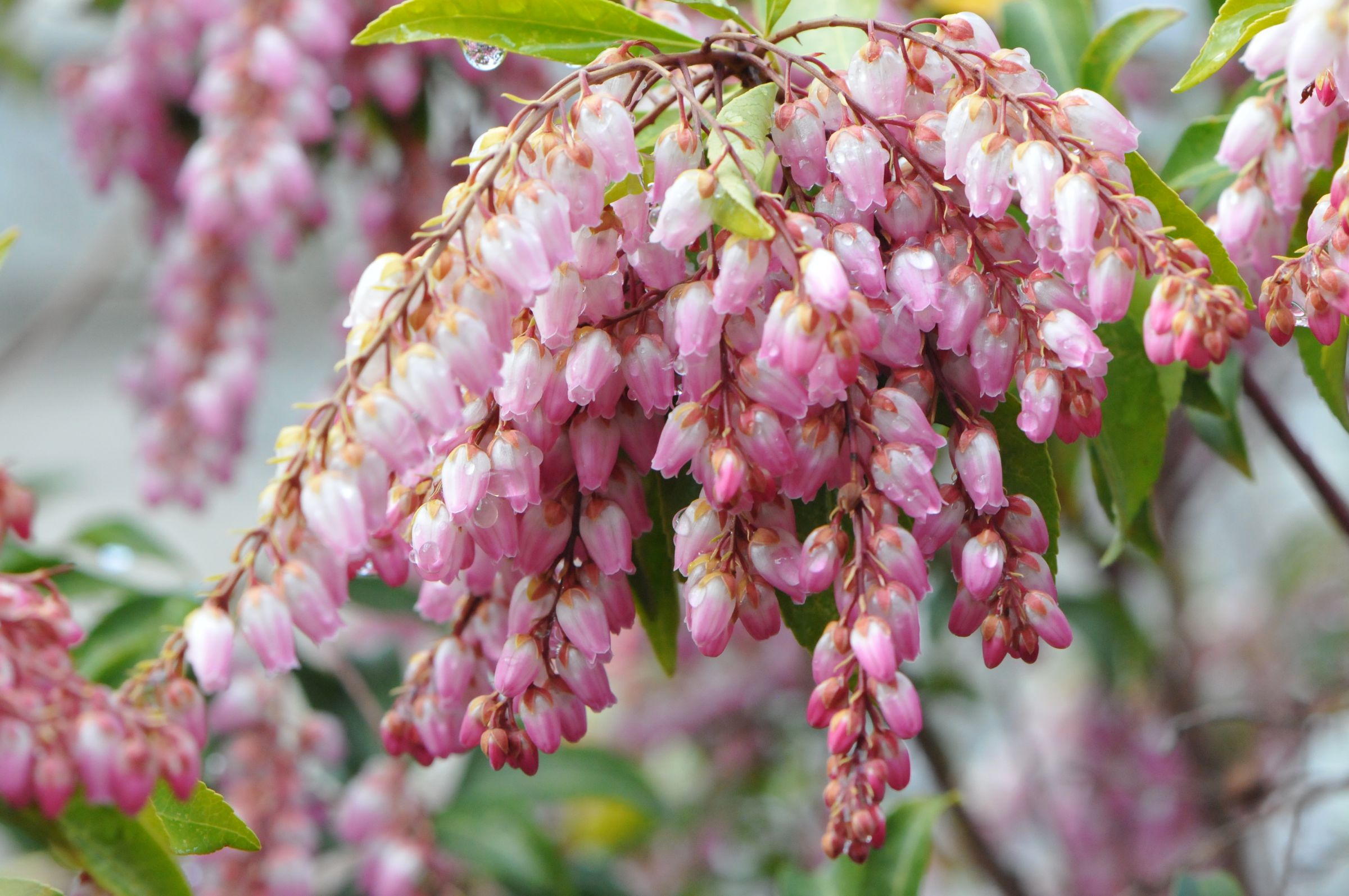 馬酔木の開花 | GANREF