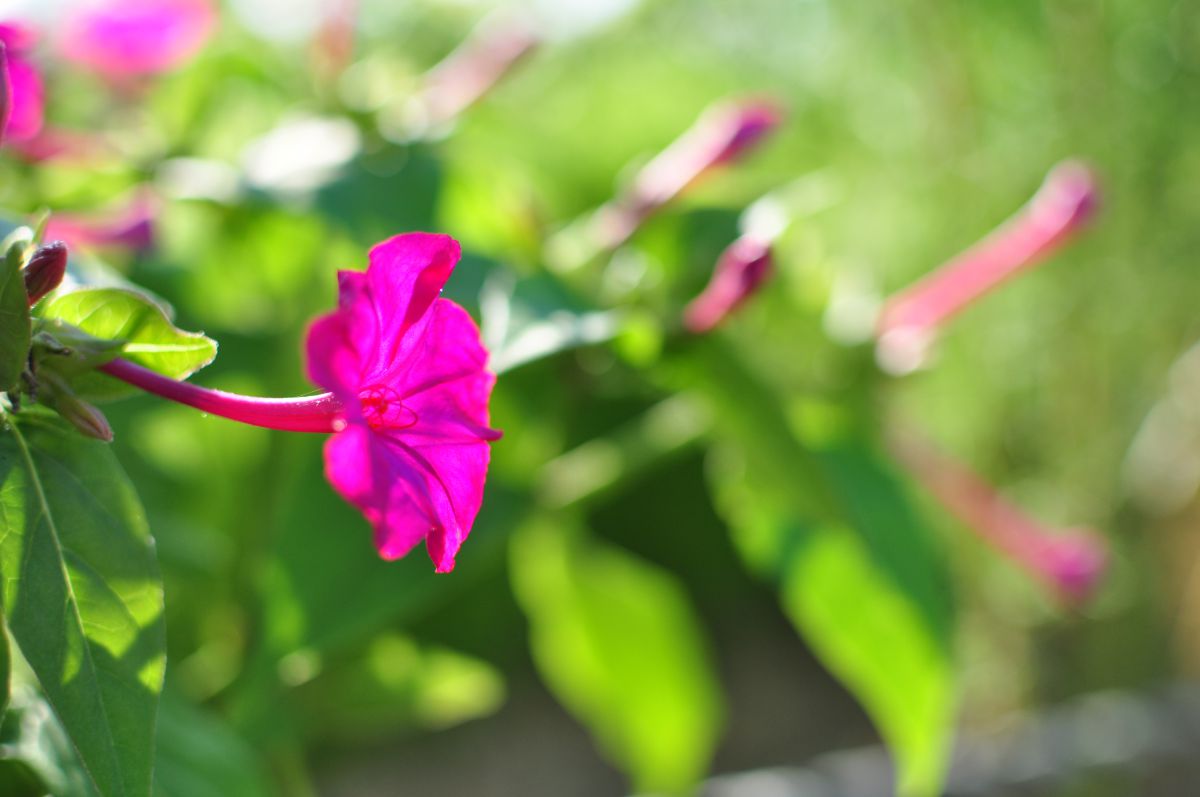 ピンクのラッパ 植物 花 花びら Ganref
