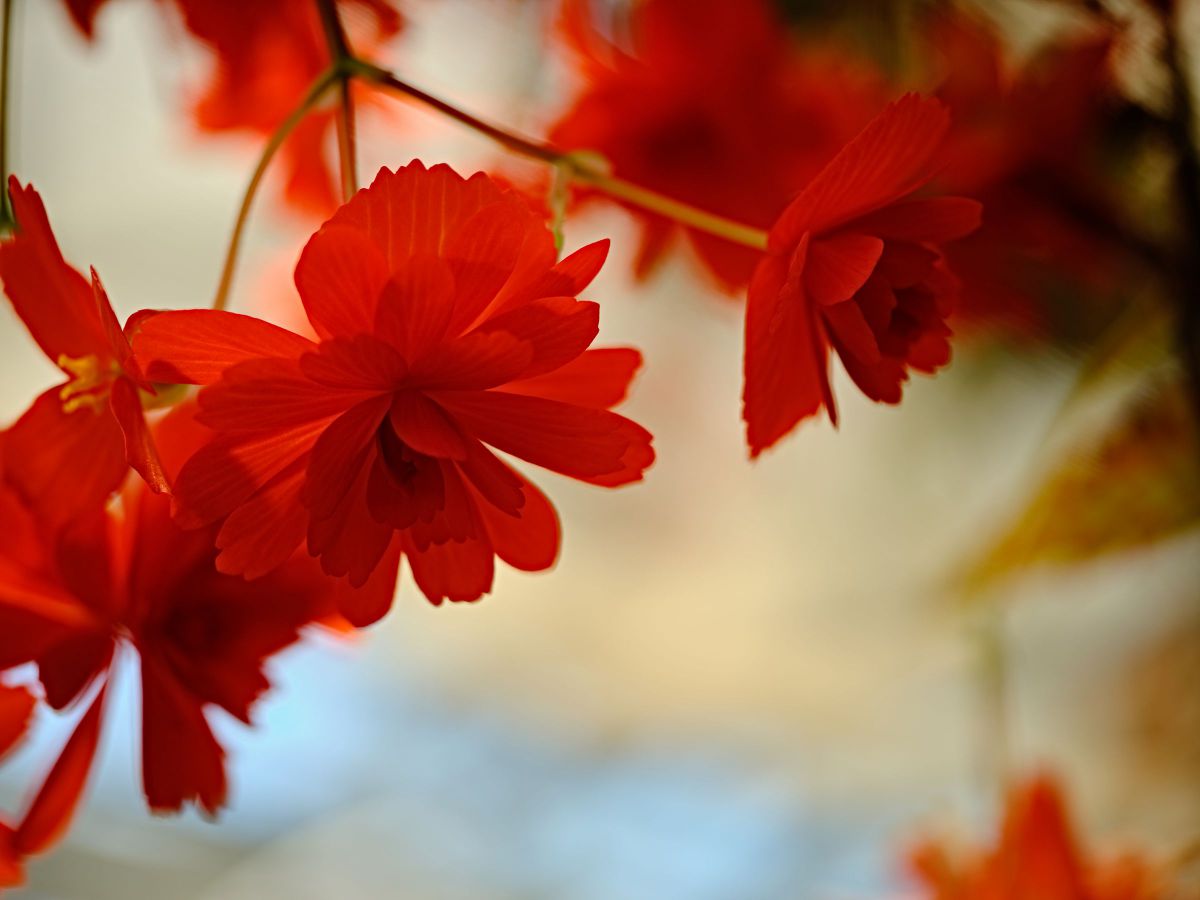 優しい光 植物 花 花びら Ganref 優しい光 植物 花 花びら Ganref