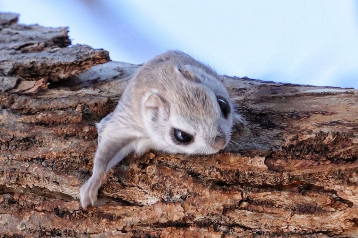 エゾモモンガ 動物 小動物 Ganref