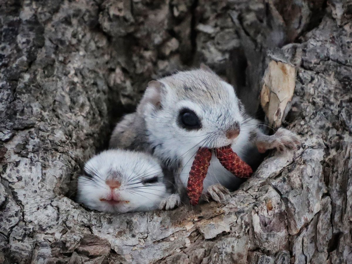 エゾモモンガ 動物 小動物 Ganref