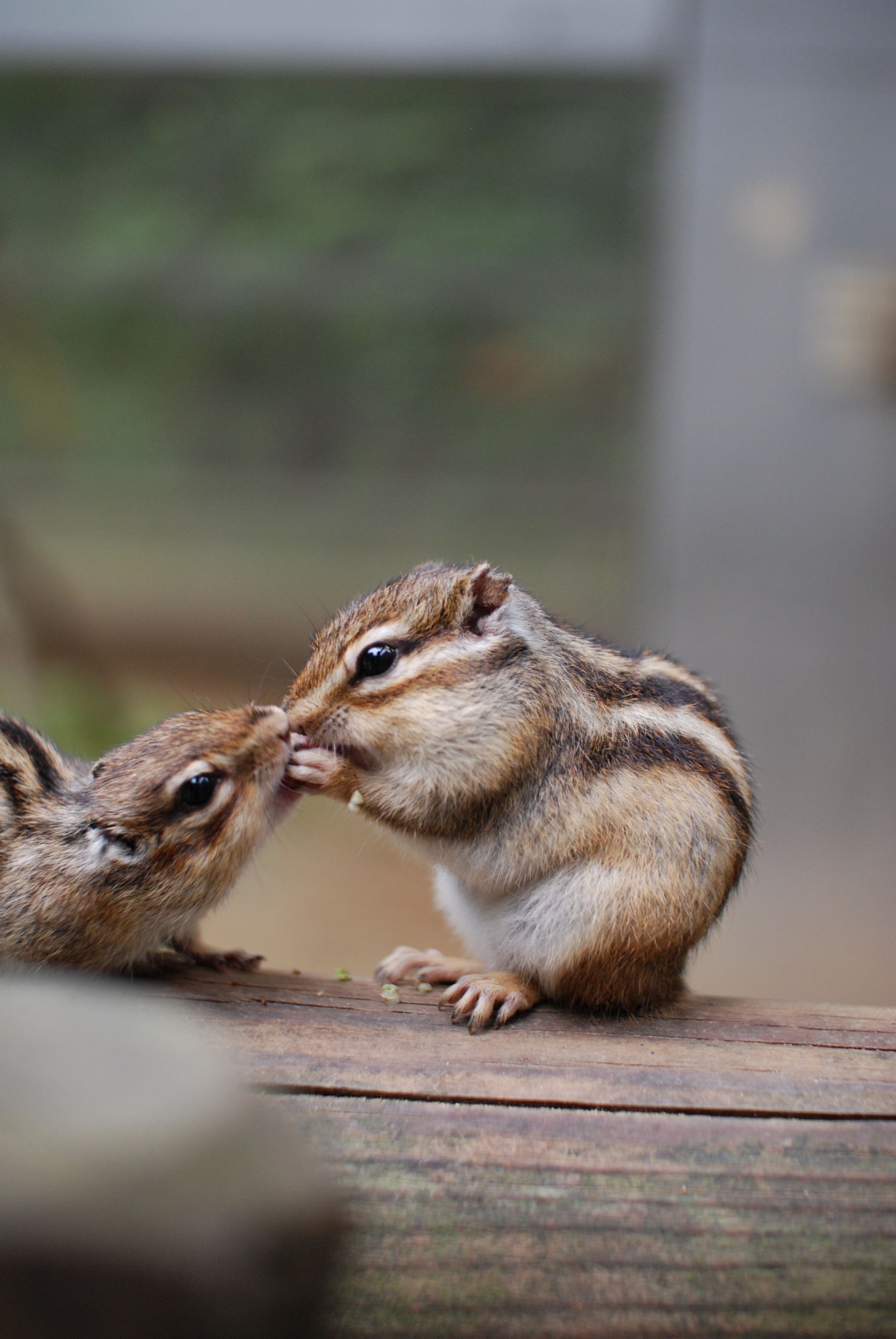 キスリスリング フリーサイズ 割引 キスリスリング フリーサイズ
