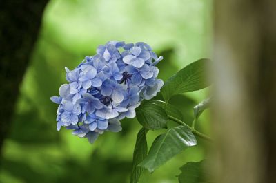 紫陽花