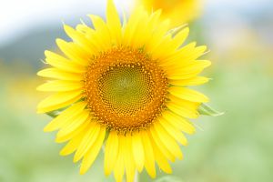 09741cd928f8e1327cb74c46680ab1