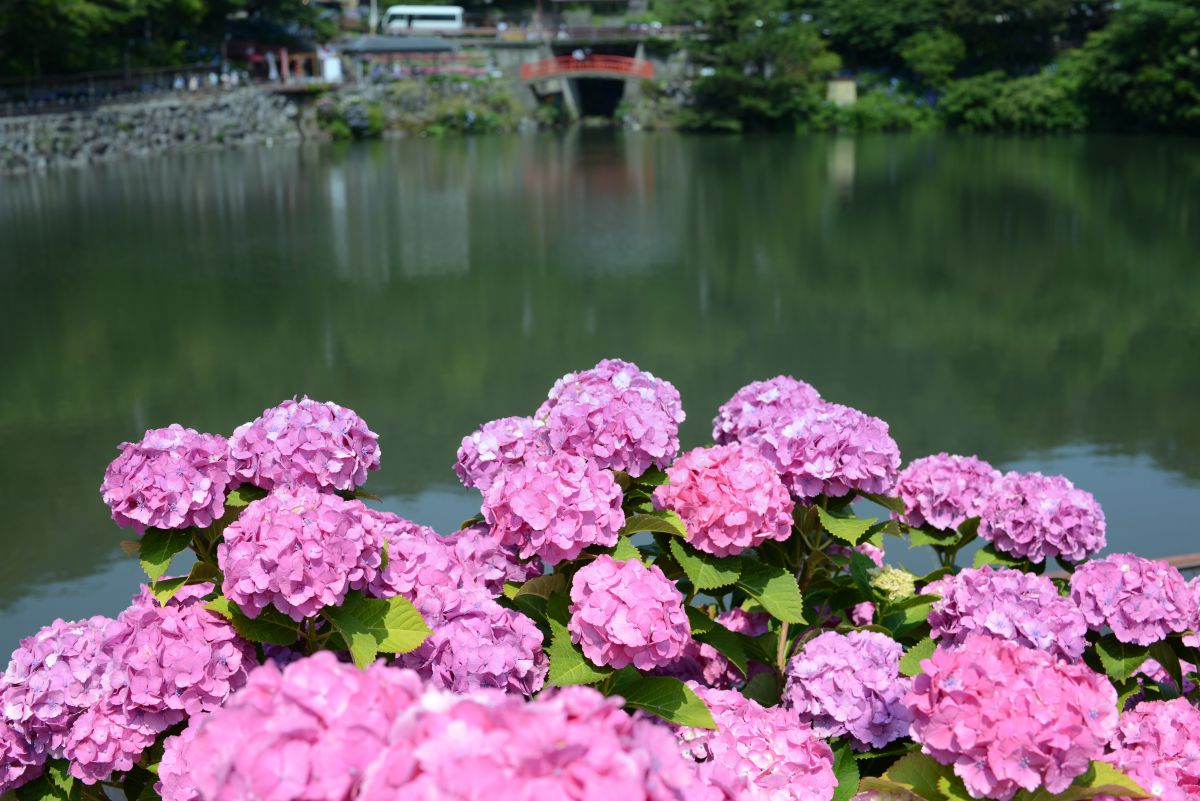 水辺の紫陽花 植物 花 花びら Ganref