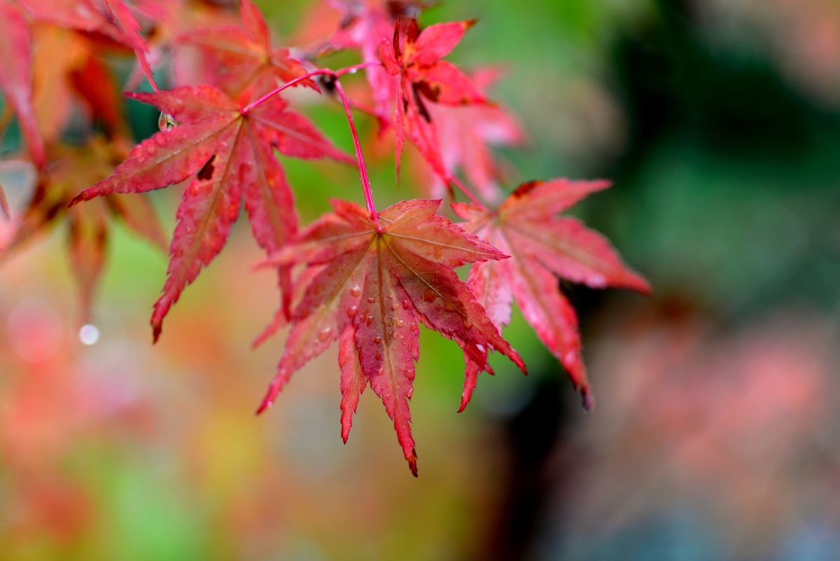 雨の紅葉 5 植物 紅葉 Ganref