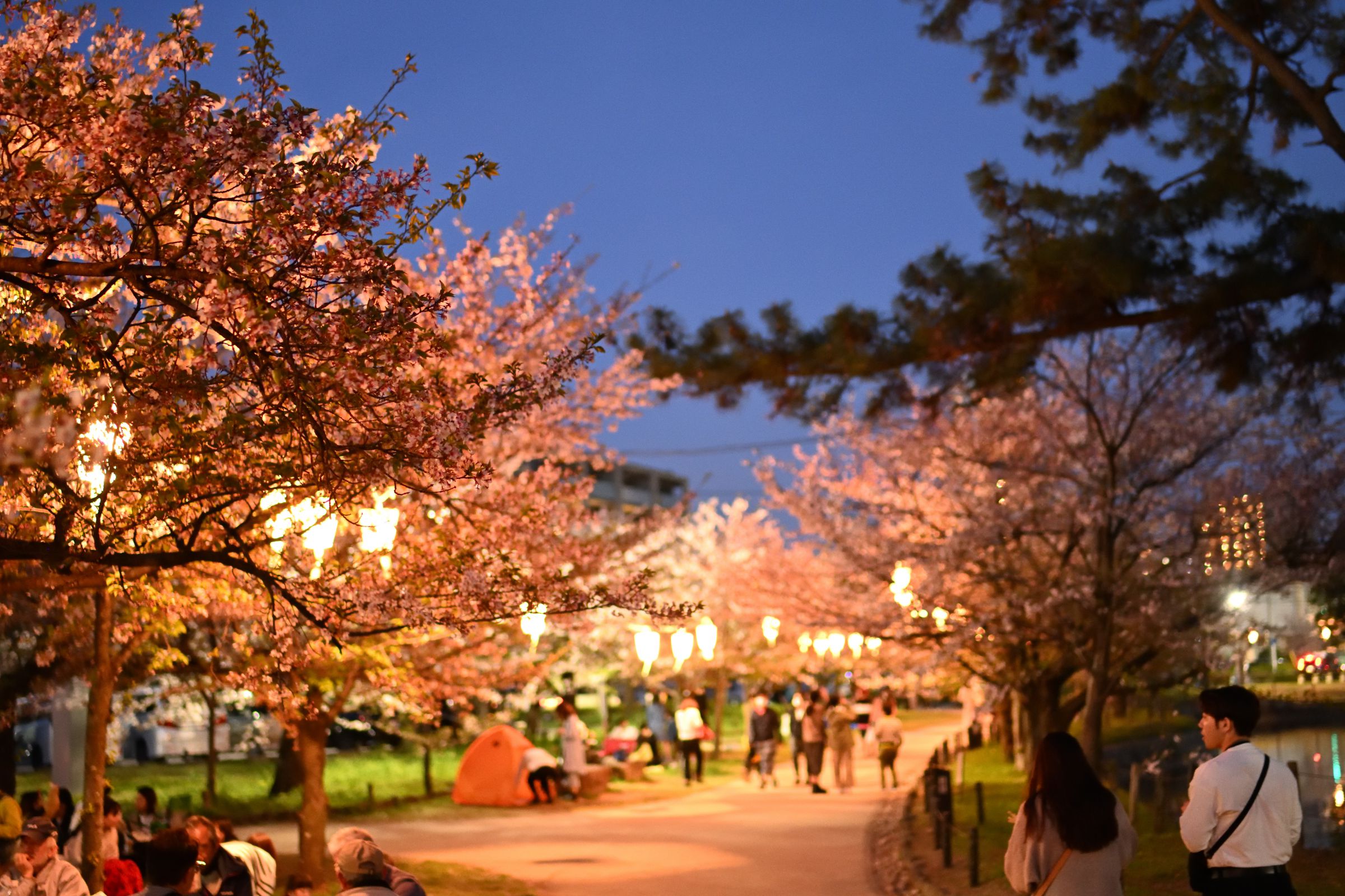 夜桜見物 | GANREF