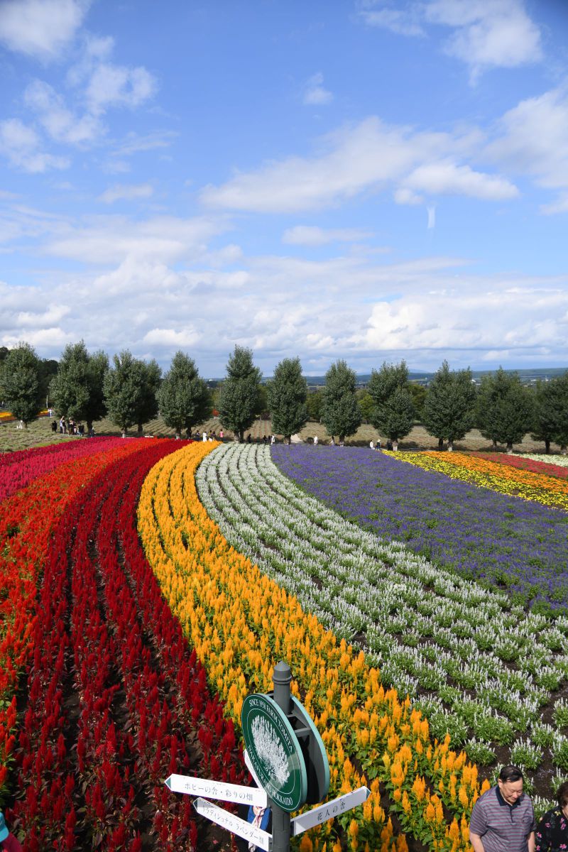 青空に花畑 植物 花 花びら Ganref 青空に花畑 植物 花 花びら Ganref