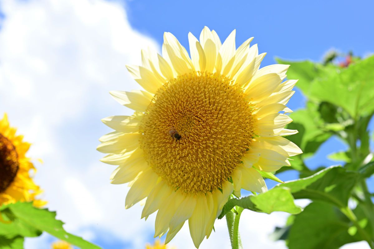 真夏の白ひまわり  植物 ＞ 花・花びら  GANREF