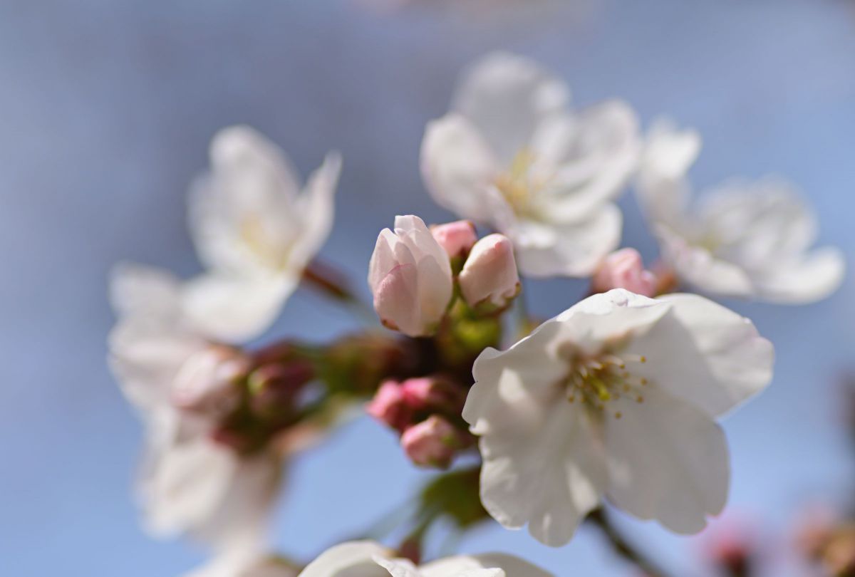 さくらつぼみ 植物 桜 Ganref