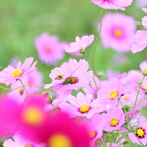 コスモスの写真2020 お題 の写真をみんなで投稿しよう Ganref