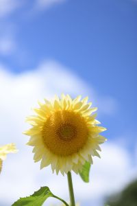 ひまわりの写真2020  u201cお題u201dの写真をみんなで投稿しよう！  GANREF