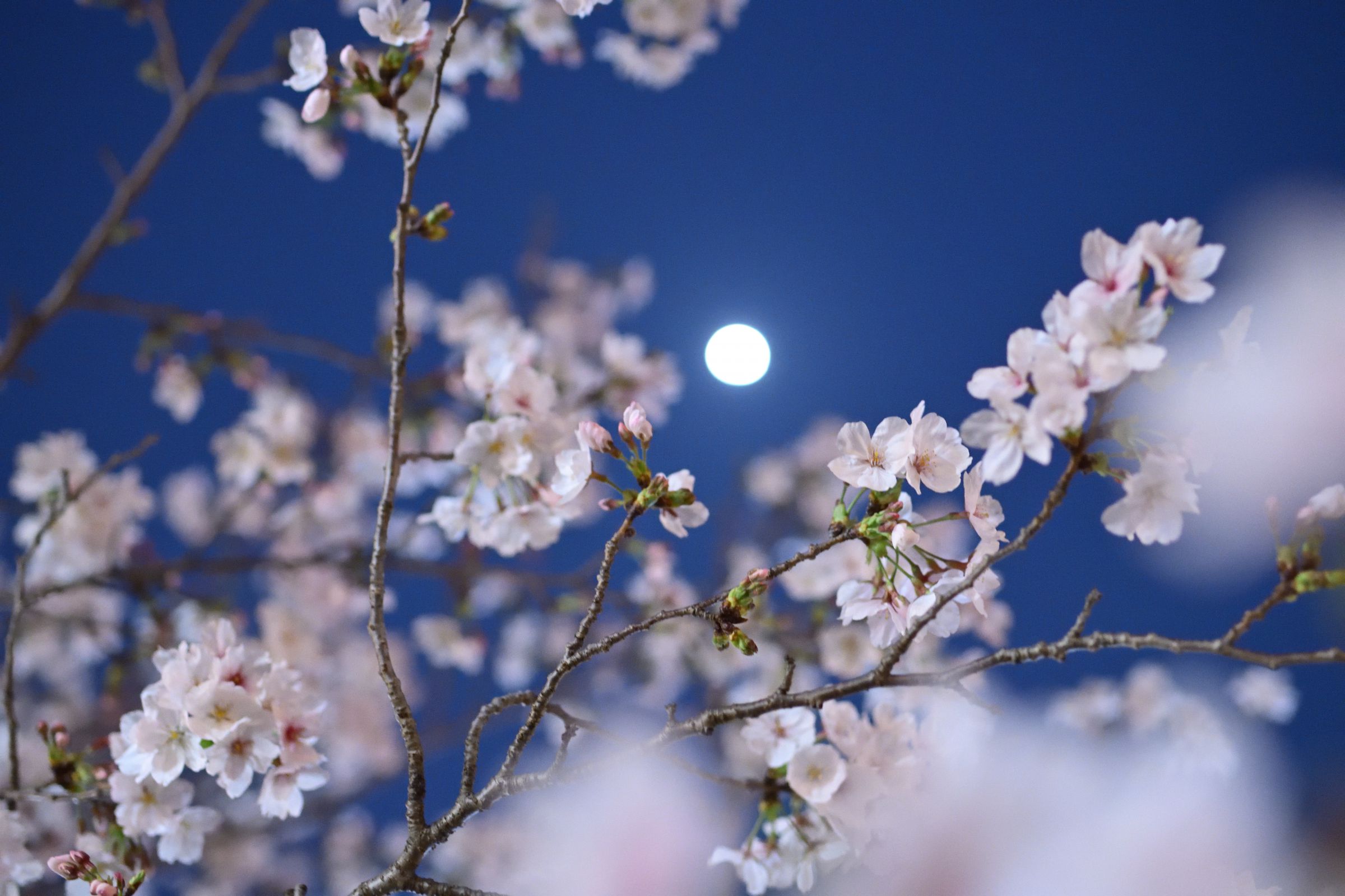 月夜桜 絢芽(@ayame0802)様に夜桜を最高にかわいく描いていただきました