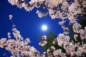 夜桜と月 | GANREF