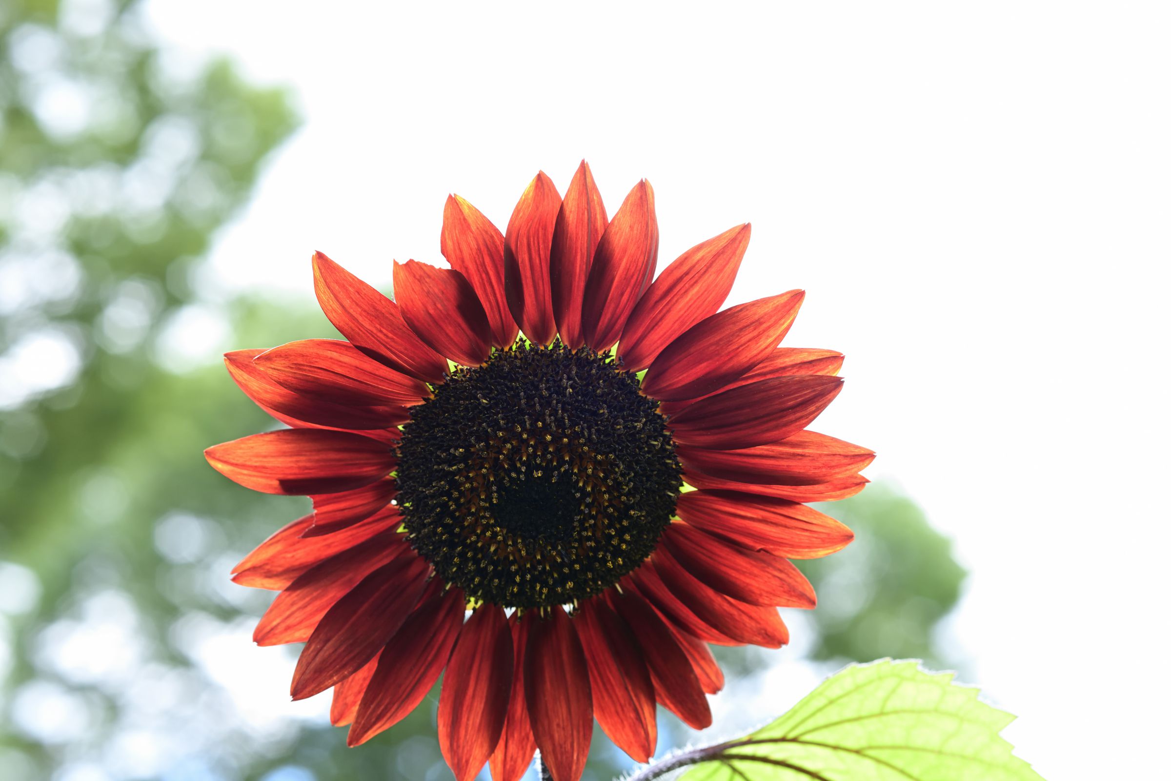 赤いひまわり | GANREF