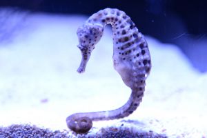 【215】タツノオトシゴページ 1200px-Spotted_seahorse_(