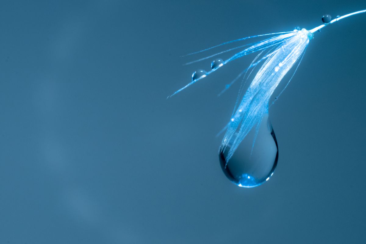 雫 植物 種 球根 Ganref