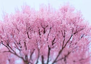 紅桜クレナイサクラ様 4830e518c2fcfe9e1cfe8212b33f75